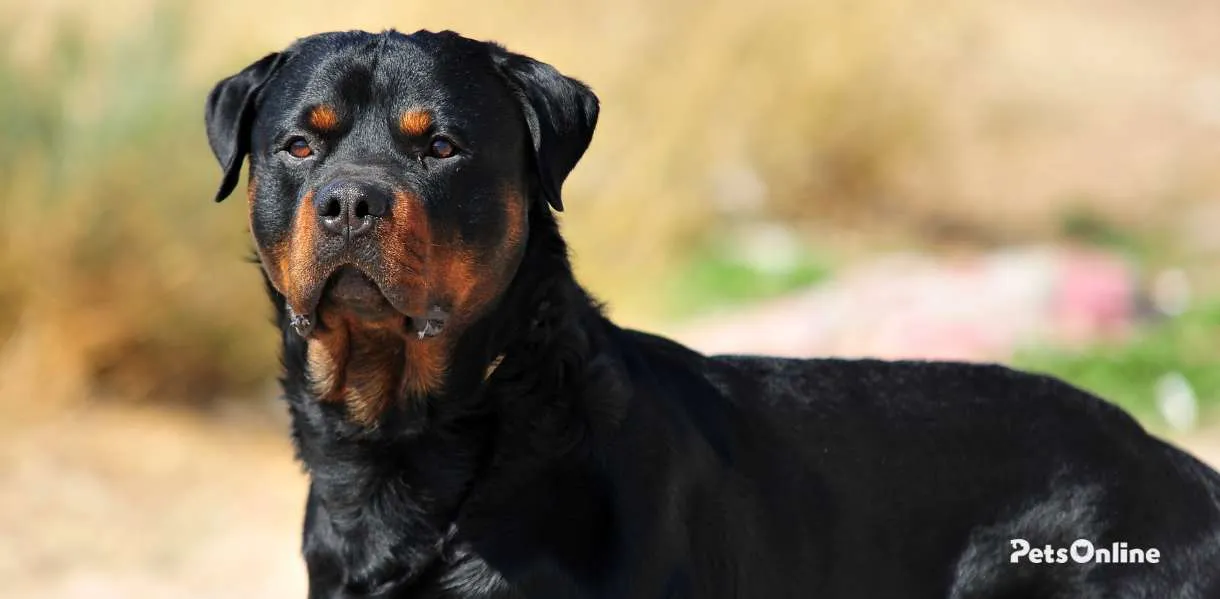 Rottweiler Temperament Personality Traits Pets Online