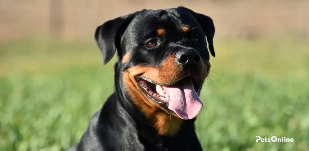 Rottweiler breed photo 2