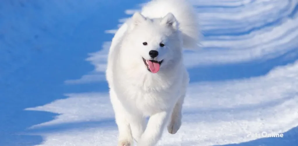 Samoyed-breed-photo-2