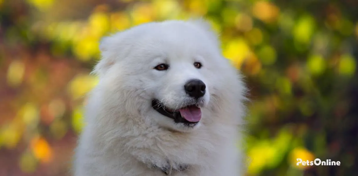 Samoyed Temperament Personality Traits Pets Online