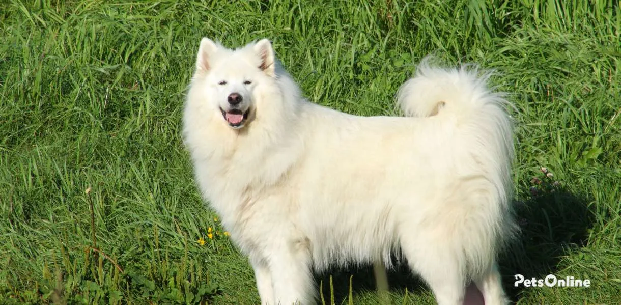 Samoyed Temperament Personality Traits Pets Online