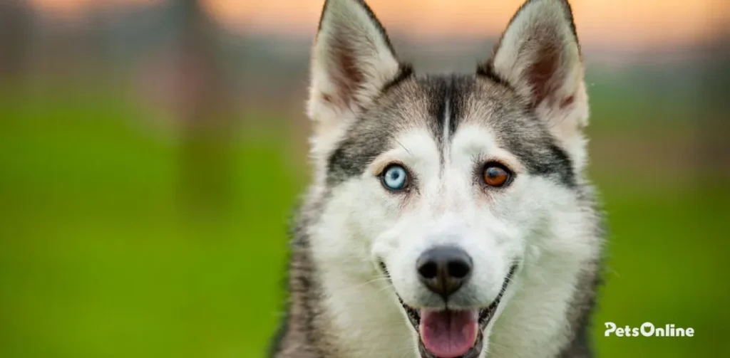 samusky dog breed photo