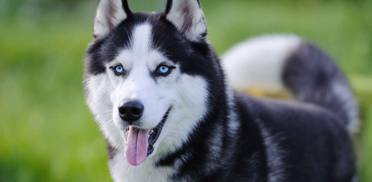 Siberian Husky breed photo 1