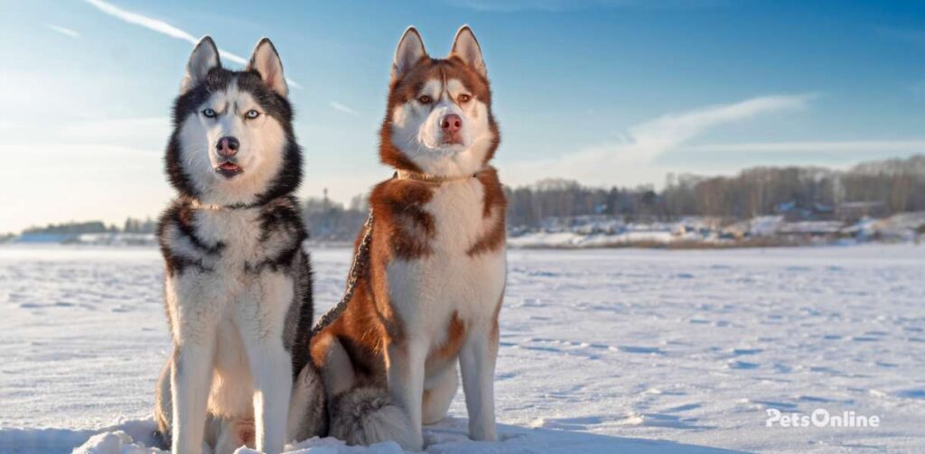 Siberian Husky Temperament Personality Traits Pets Online