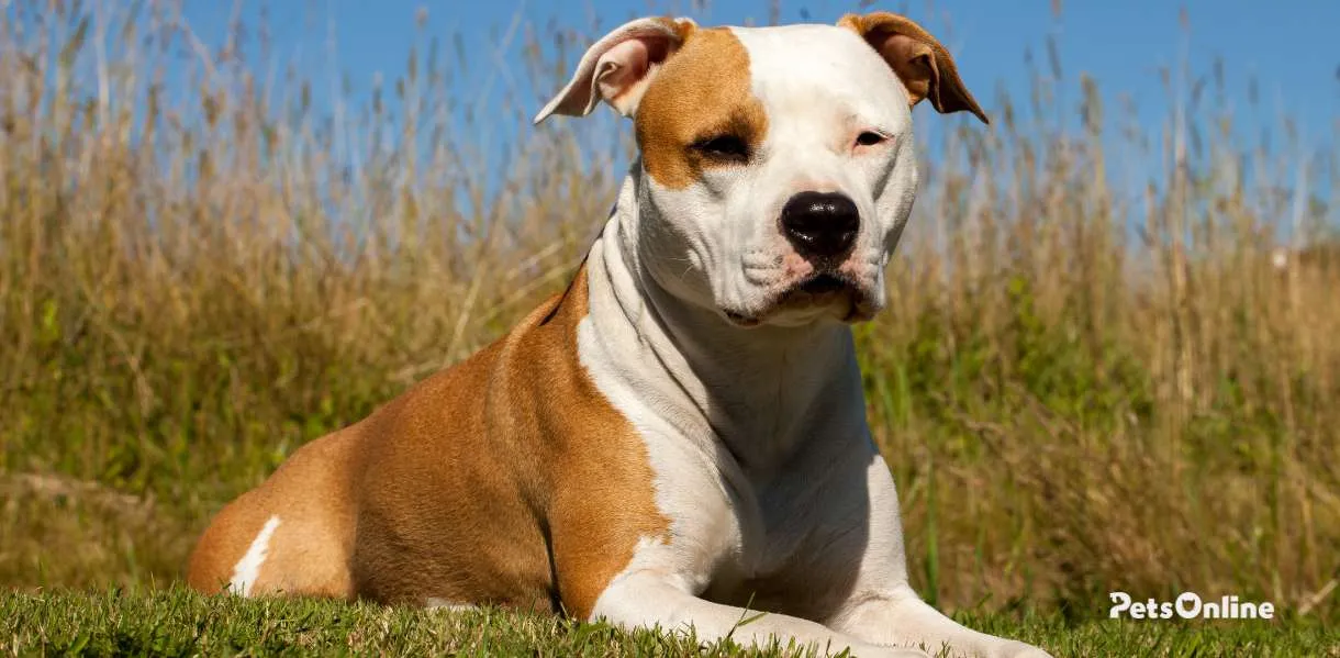 Staffordshire Bull Terrier breed photo 8