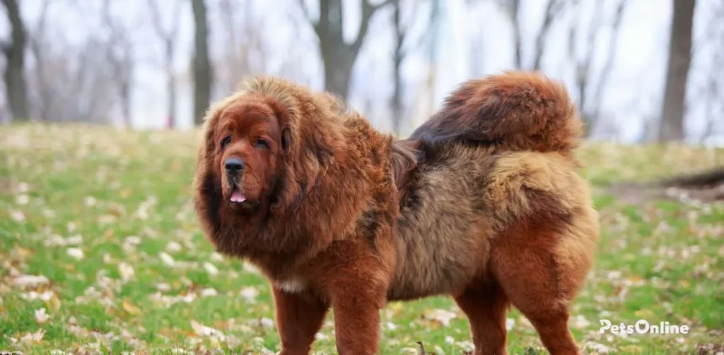 Tibetan Mastiff breed photo 6