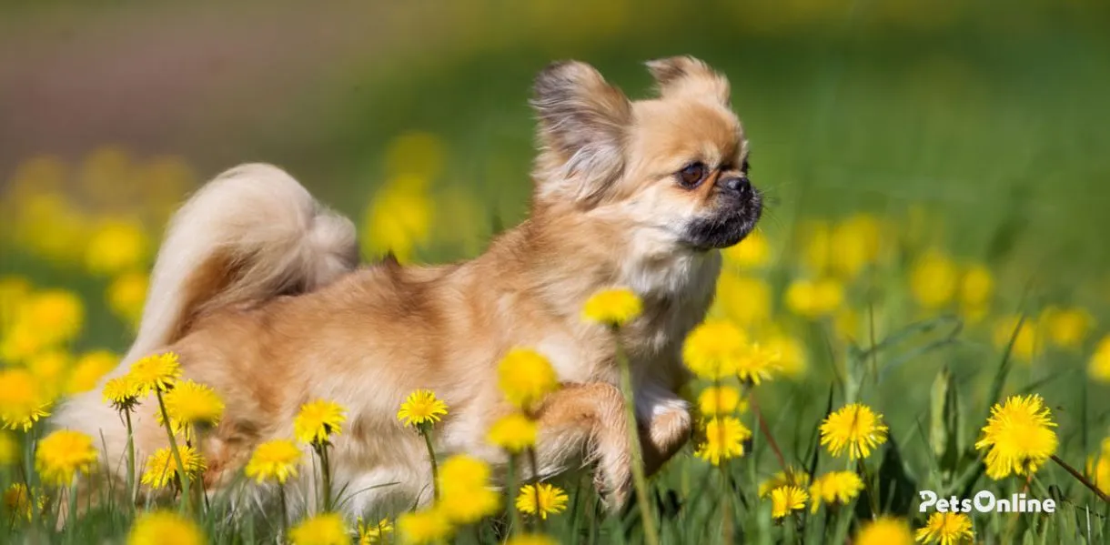 tibetan spaniel dog breed photo 2