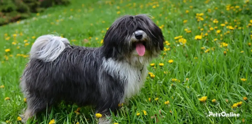 tibetan terrier dog breed photo 1