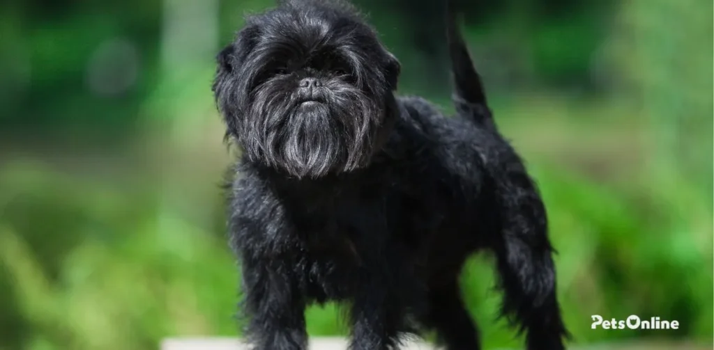 affenpinscher dogbreed-photo 1