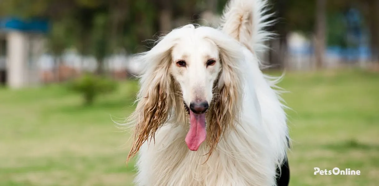 afghan hound dog breed photo 1