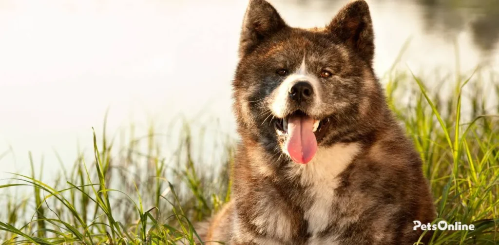 Akita Chow breed photo 8