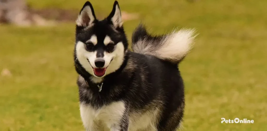 Alaskan Klee Kai breed photo 1