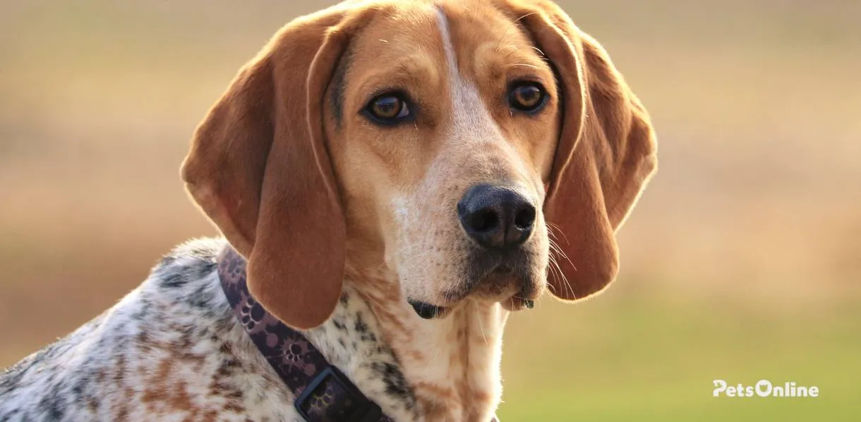 American English Coonhound breed photo 1