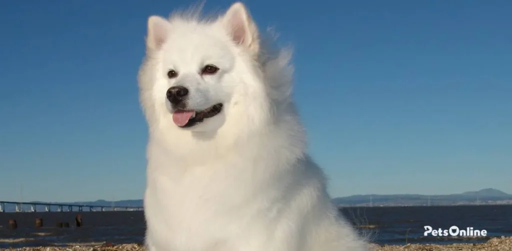 American Eskimo Dog breed photo 1