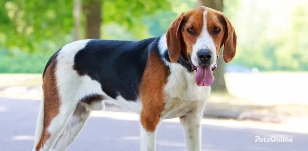 American Foxhound breed photo 1