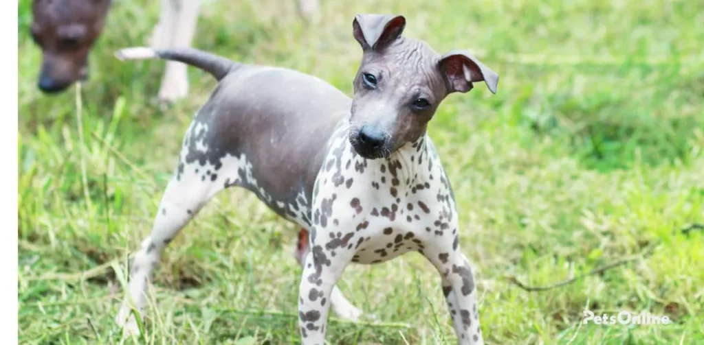 american hairless terrier dog breed photo 6