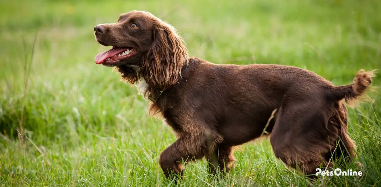 american water spaniel dog breed photo 1