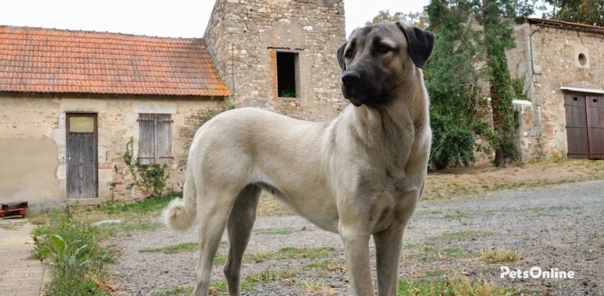 anatolian shepherd dog breed photo 2