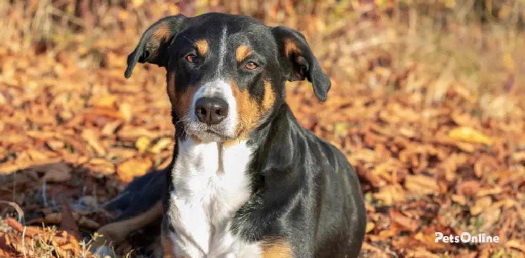 appenzeller sennenhunde dog breed photo 8