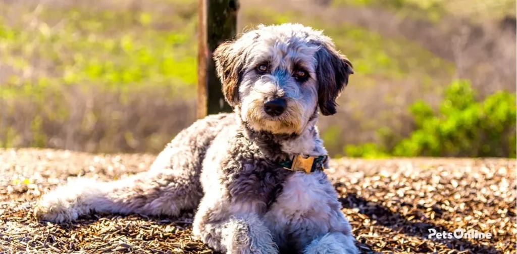 aussiedoodle dog breed photo 1