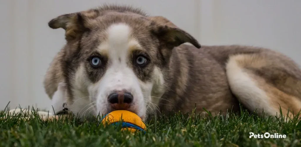 australian shepherd husky dog breed photo 3