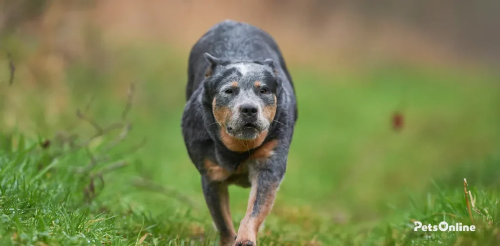 australian stumpy tail cattle dog breed photo 4