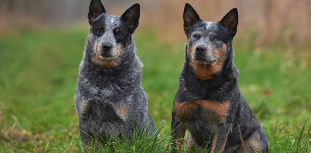 Stumpy Saurus Australian Stumpy Tail Cattle Dog Breed Information - Pets Online
