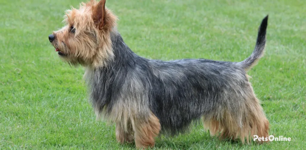 australian terrier dog breed photo 4