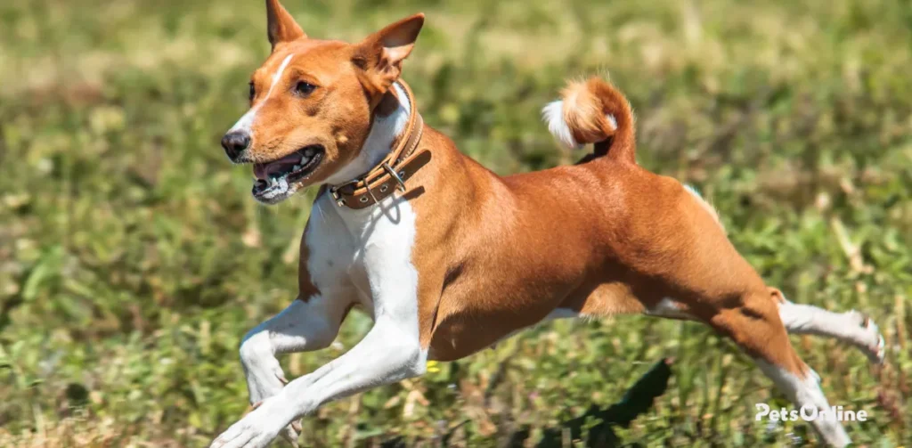 basenji dog breed photo 8