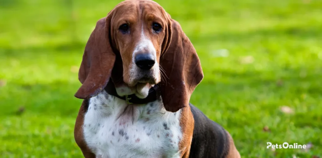 basset hound dog breed photo 2