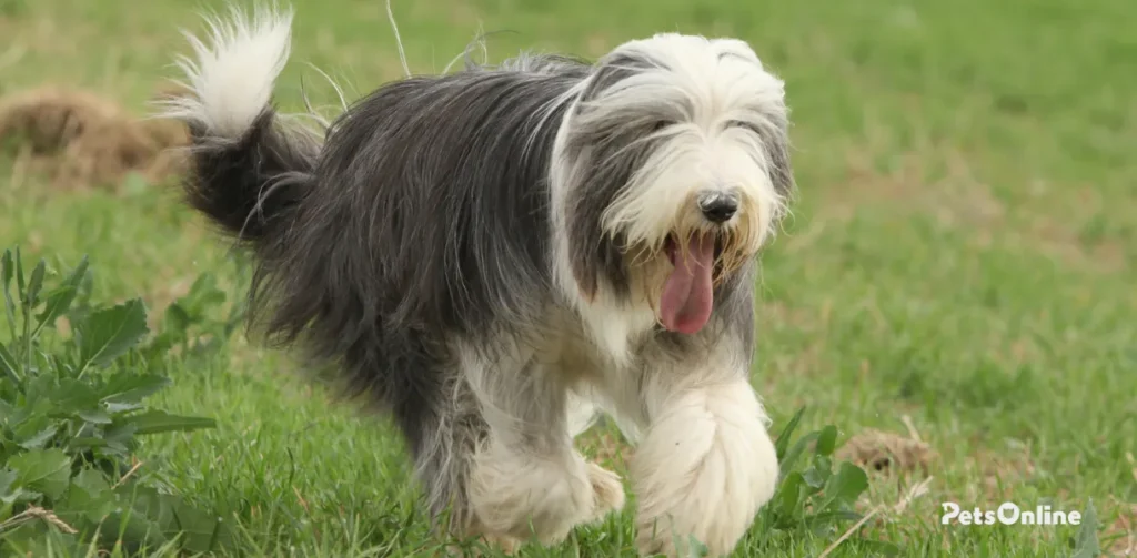 bearded collie dog breed photo 8