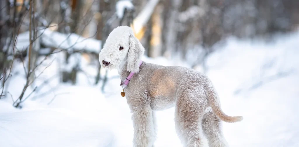 bedlington terrier dog breed photo 3