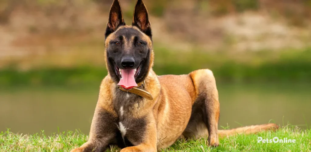 belgian malinois dog breed photo 1