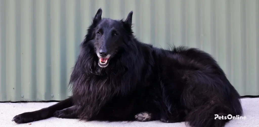 belgian sheepdog dog breed photo 3