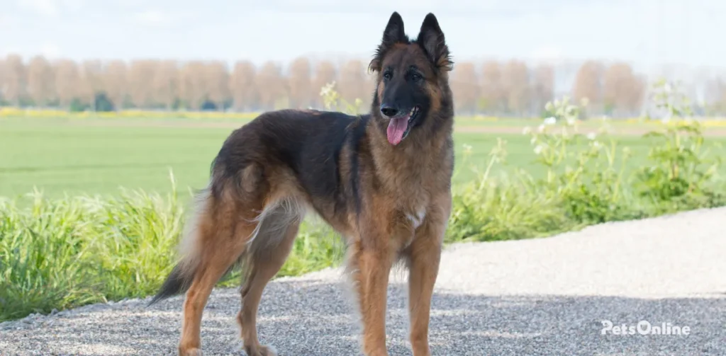 belgian tervuren dog breed photo 7