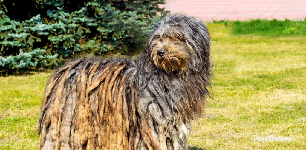 bergamasco sheepdog dog breed photo 1