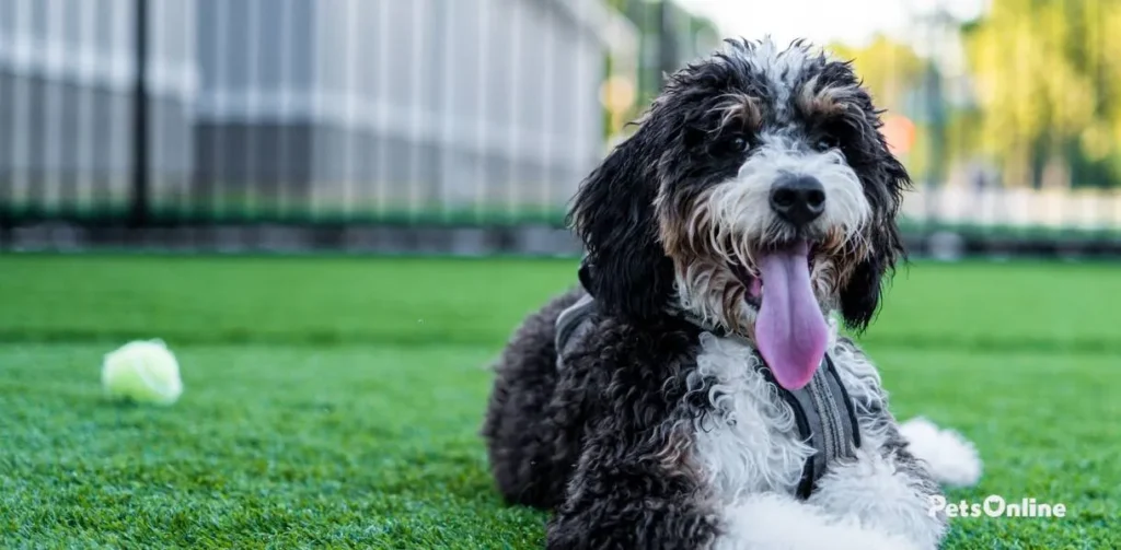 bernedoodle dog breed photo 1