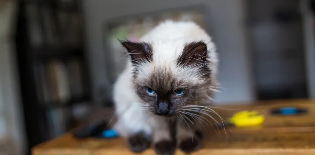 birman cat breed photo 4