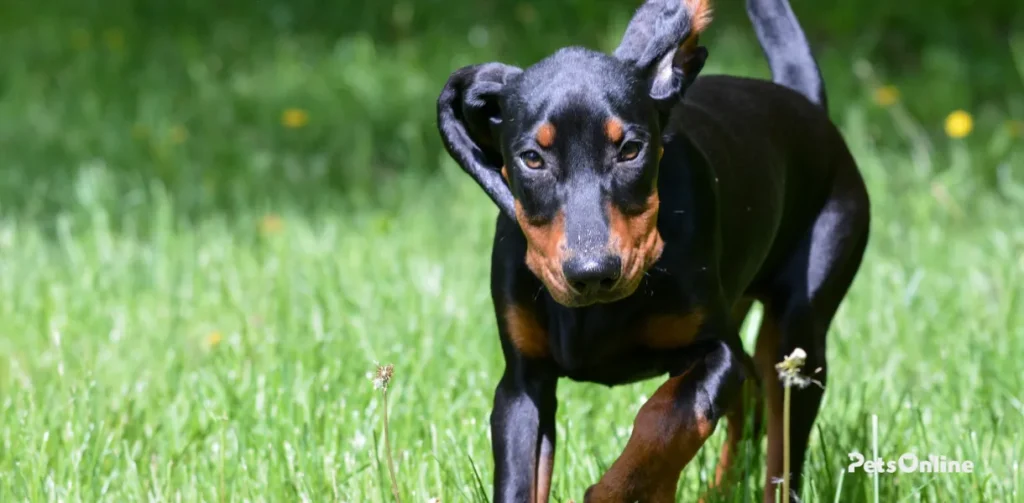 black and tan coonhound dog breed photo 1