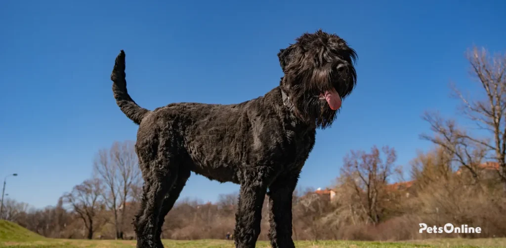 black russian terrier dog breed photo 1