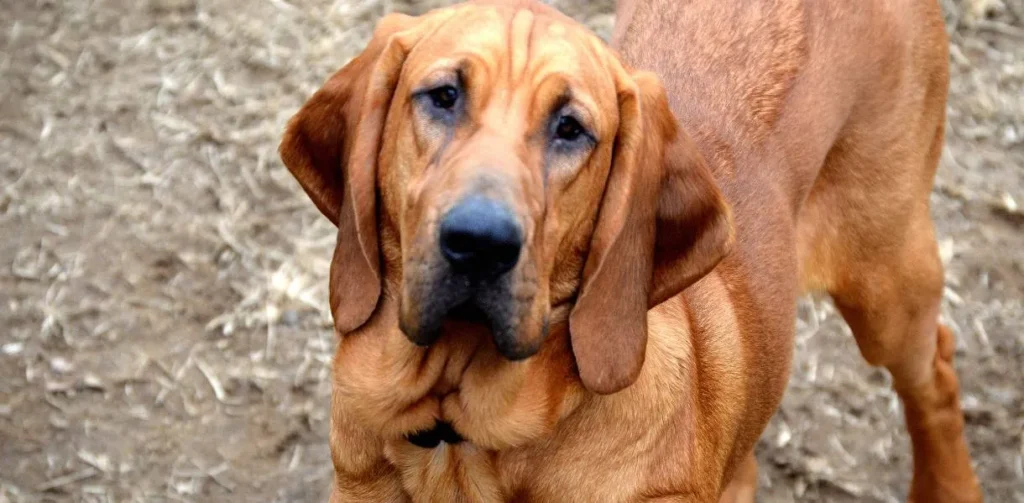 bloodhound dog breed photo 1