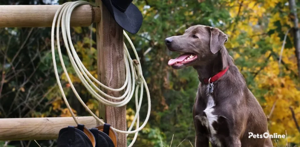 blue lacy dog breed photo 2