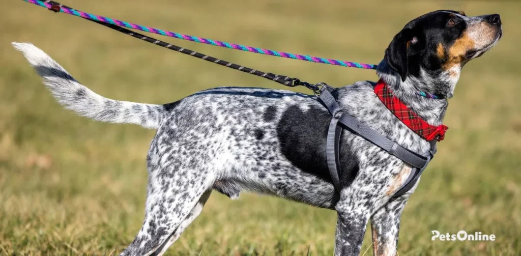 bluetick coonhound dog breed photo 3