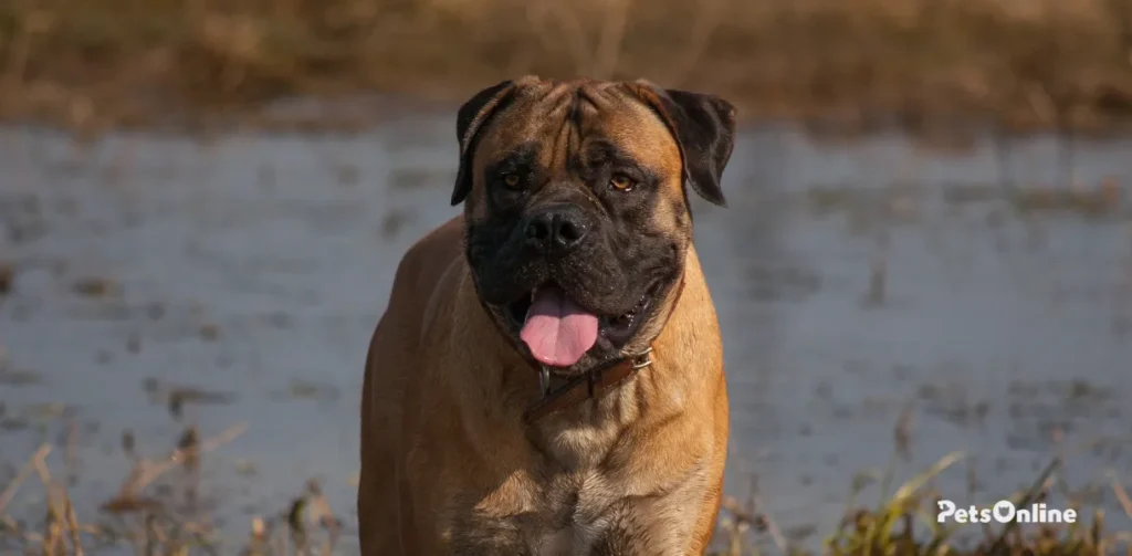 boerboel dog breed photo 3