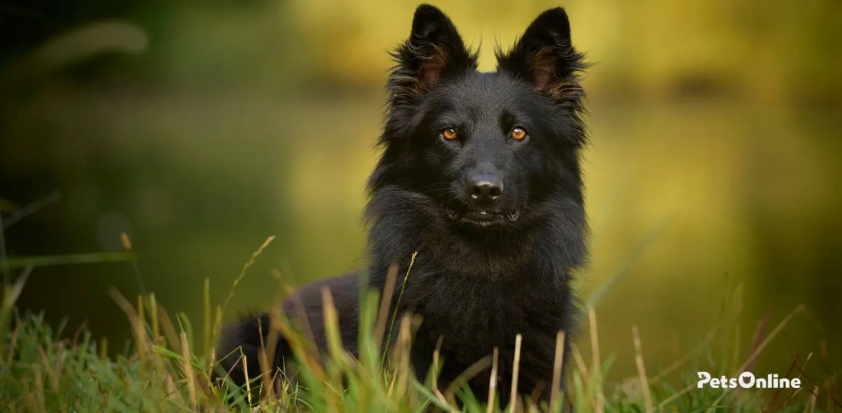 bohemian shepherd dog breed photo 1