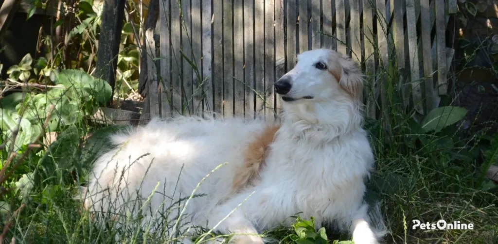 borzoi dog breed photo 7