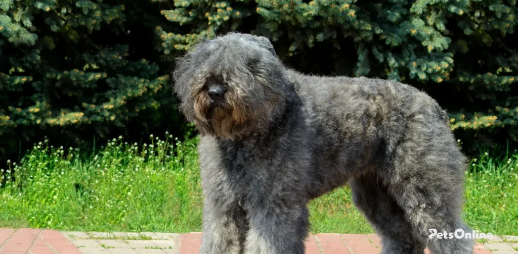 bouvier des flandres dog breed photo 4