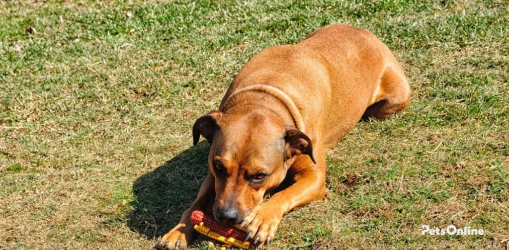 boxweiler dog breed photo 3