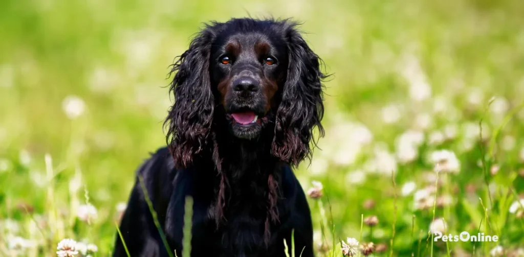 boykin spaniel dog breed photo 1