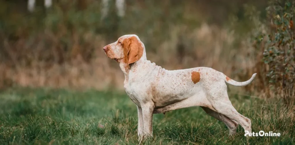 bracco italiano dog breed photo 2